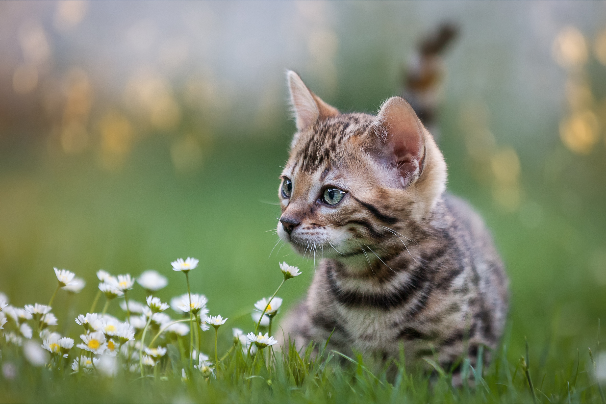 Verspieltes Kätzchen im Grünen: Nahaufnahme eines jungen Tieres inmitten von Blumen.