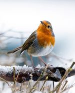 Wildvogelfütterung im Winter © GettyImages