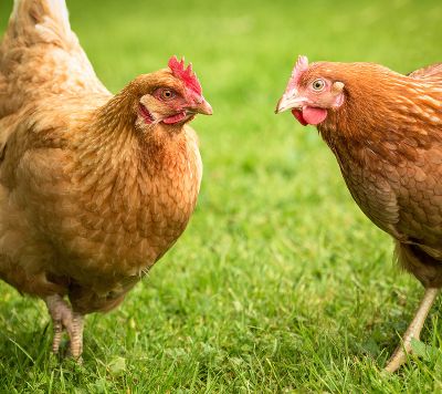 Huhn Im Gluck Tiergerechte Huhnerhaltung Im Garten Tierschutz