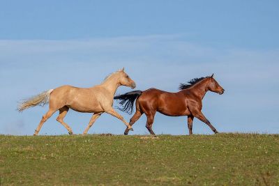 Pferde laufen über eine Wiese 