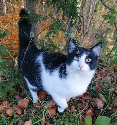 Eine schwarz-weiße Katze steht im Wald und schaut erwartungsvoll.